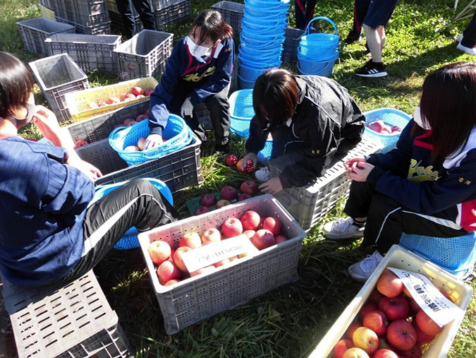 リンゴの手入れと葉摘み・摘果・収穫